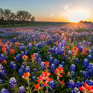 Texas Wildflowers